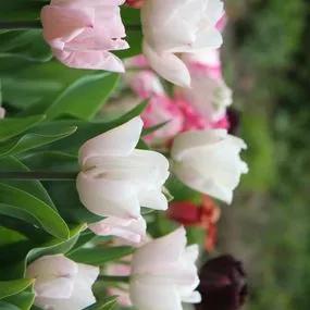 Rejoyce Tulip (Tulipa Rejoyce) Img 4